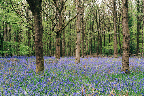 Banchory’s Wee Forest